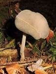 Langstielige Becherlorchel, Foto 10
