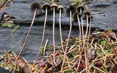 Langstieliger Düngerling, Foto 22
