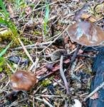 Langstieliger Düngerling, Foto 24