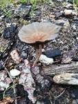 Langstieliger Düngerling, Foto 25