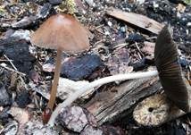 Langstieliger Düngerling, Foto 26