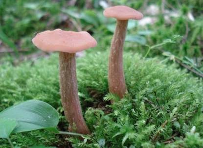 Langstieliger Lacktrichterling, Foto 2