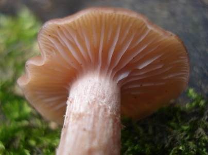 Langstieliger Lacktrichterling, Foto 3