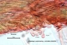 Langstieliger Lacktrichterling, Foto 14