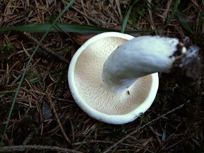 Langstieliger Pfeffermilchling, Foto 2