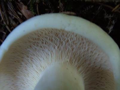 Langstieliger Pfeffermilchling, Foto 3