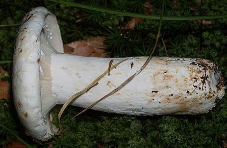 Langstieliger Pfeffermilchling, Foto 4