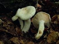 Langstieliger Pfeffermilchling, Foto 6