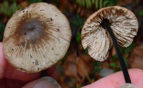 Langstieliger Knoblauchschwindling, Foto 2