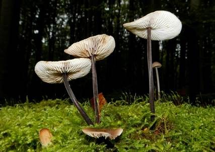 Langstieliger Knoblauchschwindling, Foto 3