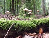Langstieliger Knoblauchschwindling, Foto 13
