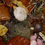 Langstieliger Knoblauchschwindling, Foto 15