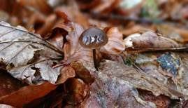 Langstieliger Knoblauchschwindling, Foto 17