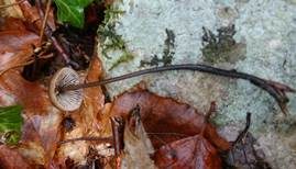 Langstieliger Knoblauchschwindling, Foto 18