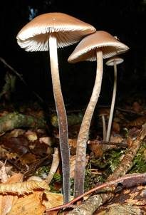 Langstieliger Knoblauchschwindling, Foto 4