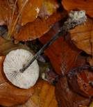 Langstieliger Knoblauchschwindling, Foto 23