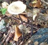 Langstieliger Knoblauchschwindling, Foto 27