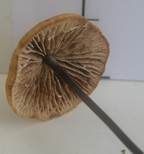 Langstieliger Knoblauchschwindling, Foto 30