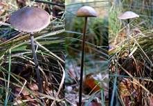 Langstieliger Knoblauchschwindling, Foto 32