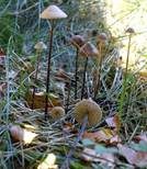 Langstieliger Knoblauchschwindling, Foto 33