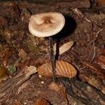 Langstieliger Knoblauchschwindling, Foto 34