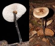 Langstieliger Knoblauchschwindling, Foto 7