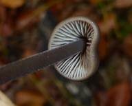 Langstieliger Knoblauchschwindling, Foto 10