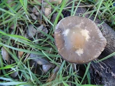 Langstieliger Saumpilz, Foto 3