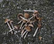 Langstieliger Saumpilz, Foto 8