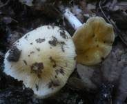 Langstieliger Schleimfuß, Foto 23