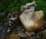 Langstieliger Schleimfuß, Foto 24
