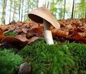 Langstieliger Schleimfuß, Foto 7