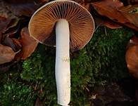 Langstieliger Schleimfuß, Foto 8
