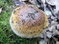 Langstieliger Schleimfuß, Foto 9