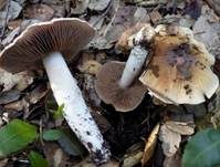 Langstieliger Schleimfuß, Foto 11
