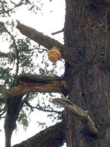 Bitterer Lärchenbaumschwamm, Foto 4