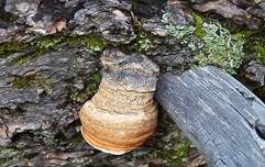 Bitterer Lärchenbaumschwamm, Foto 7