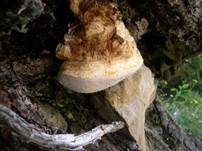 Bitterer Lärchenbaumschwamm, Foto 10