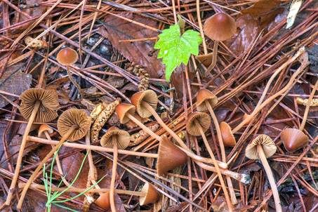 Langstieliges Samthäubchen, Foto 3