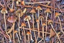 Langstieliges Samthäubchen, Foto 5