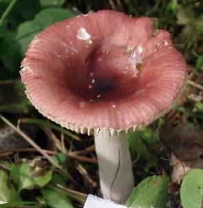 Lärchen Weichtäubling, Foto 3