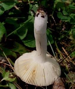 Lärchen Weichtäubling, Foto 4