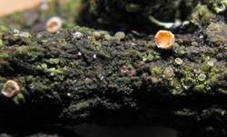 Lärchen-Haarbecherchen, Foto 14