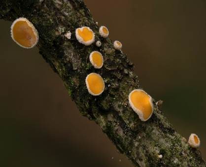 Lärchen-Haarbecherchen, Foto 5