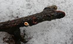 Lärchen-Haarbecherchen, Foto 7