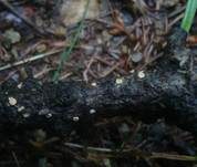 Lärchen-Haarbecherchen, Foto 9