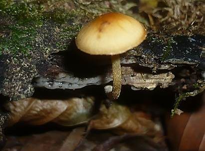 Lärchenhäubling, Foto 3