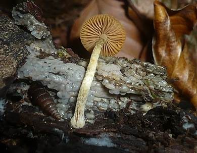 Lärchenhäubling, Foto 4