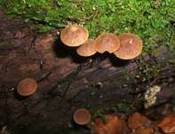 Lärchenhäubling, Foto 5