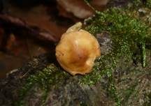 Lärchenhäubling, Foto 7